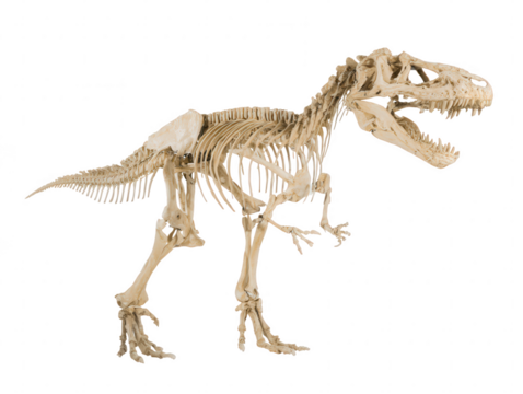Complete fossilized skeleton of a large predatory theropod dinosaur isolated against a clean white background for scientific study - Powered by Adobe
