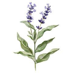 Watercolor illustration of a lavender flower stem with green leaves,