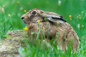 Wild Brown Hare Sitting in Meadow. Lepus europaeus.