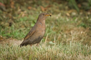 Turdus merula aka Eurasian or Common blackbird female in the field with worms in the beak.