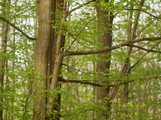 Green forest nature background. Beautiful deep green forest gleaming sunbeams woods stems trees. Time lapse.