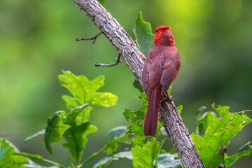 Male northern cardinal perched on a branch facing away from the camera.