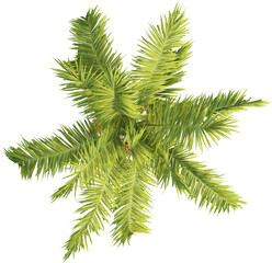 Top view of king palm tree - Archontophoenix Cunninghamiana