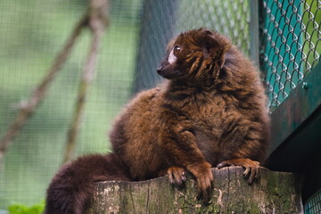 lemur czerwonobrzuchy na gałęzi