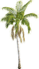 Side view of king palm tree - Archontophoenix Cunninghamiana