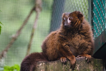 lemur czerwonobrzuchy na gałęzi