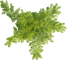 Top view of palm tree - Caryota Urens