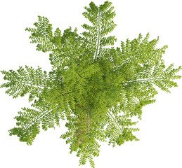 Top view of palm tree - Caryota Urens