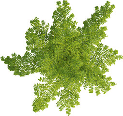Top view of palm tree - Caryota Urens