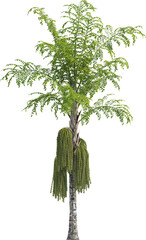 Side view of palm tree - Caryota Urens