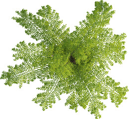Top view of palm tree - Caryota Urens