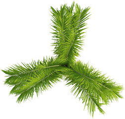Top view of triangle palm tree - Dypsis Decaryi
