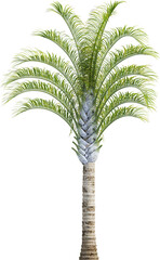 Side view of triangle palm tree - Dypsis Decaryi