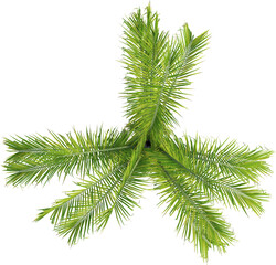 Top view of triangle palm tree - Dypsis Decaryi