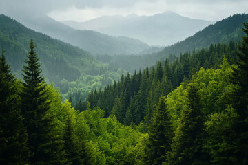 Fototapeta premium forest in the mountains