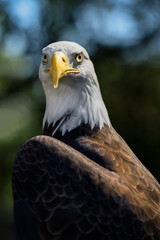 American Bald Eagle (Haliaeetus leucocephalus) Looks Straight Out