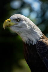 American Bald Eagle (Haliaeetus leucocephalus) Stretches Left With Full Crop