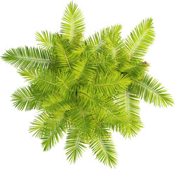 Top view of palm tree - Laccospadix Australasica