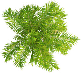 Top view of imperial palm tree - Roystonea Oleracea