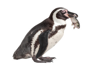 Obraz premium A Humboldt penguin standing in profile view and holding a freshly caught fish in its beak, isolated on a clean white background