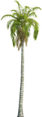 Side view of imperial palm tree - Roystonea Oleracea