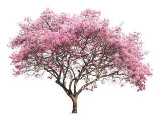 A solitary pink trumpet tree in full, vibrant bloom, showcasing its beautiful spring blossoms and intricate branches, isolated on a pure white background