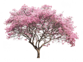 A solitary pink trumpet tree in full, vibrant bloom, showcasing its beautiful spring blossoms and intricate branches, isolated on a pure white background