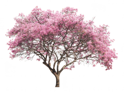 A solitary pink trumpet tree in full, vibrant bloom, showcasing its beautiful spring blossoms and intricate branches, isolated on a pure white background