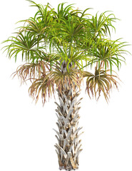 Side view of palm tree - Sabal Palmetto