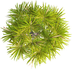 Top view of palm tree - Sabal Palmetto
