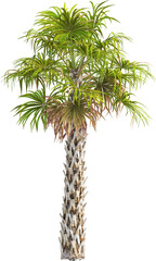 Side view of palm tree - Sabal Palmetto
