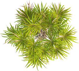 Top view of palm tree - Sabal Palmetto