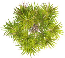 Top view of palm tree - Sabal Palmetto