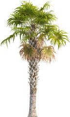 Side view of palm tree - Sabal Palmetto