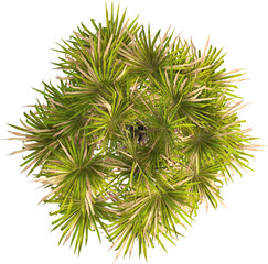 Top view of palm tree - Sabal Palmetto