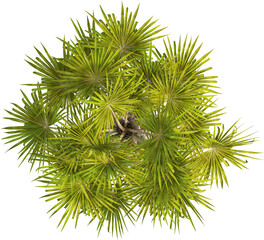 Top view of palm tree - Sabal Palmetto