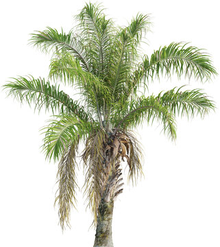 Side view of palm tree - Syagrus Coronata