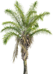 Side view of palm tree - Syagrus Coronata