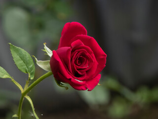 Elegant Deep Red Rose Bud with Green Stem