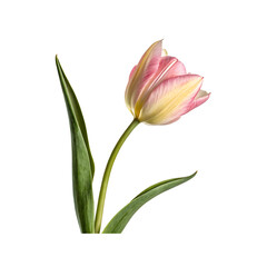 Naklejka premium A Delightful Assortment of Colorful Candies and Ribbons in a Bowl