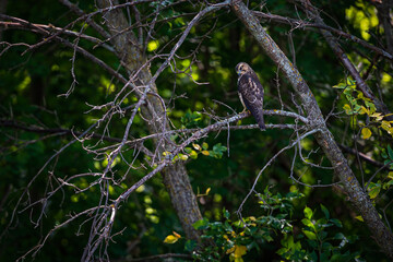 Juvenile Red-Tailed Hawk (Buteo jamaicensis) Beak to Chest on Perch Up in Branches of Tree
