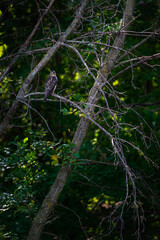 Juvenile Red-Tailed Hawk (Buteo jamaicensis) Looks Down Over Back From Perch Tree Branches