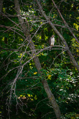 Juvenile Red-Tailed Hawk (Buteo jamaicensis) Looks Right From Perch Amongst Branches