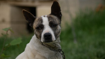 A cute Pit Bull Terrier mixed breed dog. Dog with a head tilt