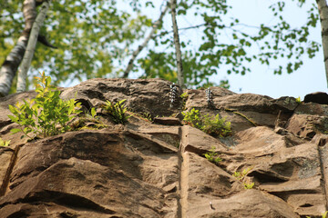 close-up of a cliff top set up for mountain climbing with trees blurred in the background