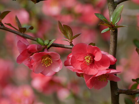 Plant of flowering wild Japanese quince (Chaenomeles japonica) on a sunny day. Lot of beautiful red flowers. 