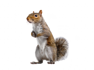 An alert eastern gray squirrel, Sciurus carolinensis, standing on its hind legs, isolated on a white background.