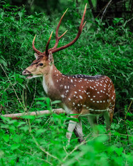 spotted deers are walk around in green forest