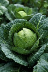 Obraz premium Close up of a vibrant green cabbage head, thriving amidst lush foliage in a cultivated field, showcasing the beauty of organic agriculture