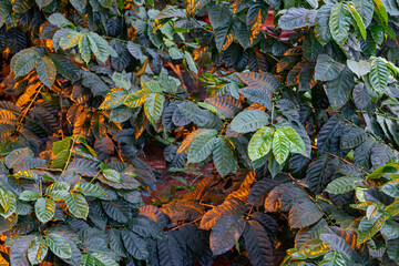 Green coffee plant growing for harvest